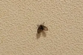 这种虫子看到一只，说明你家里已有很多只了！（不是蟑螂）图片