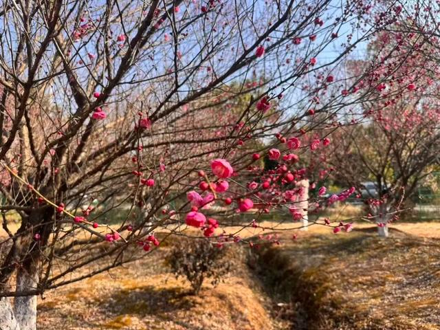 工作日人也多！武汉多地爆火，还有市民特意跨江赶来