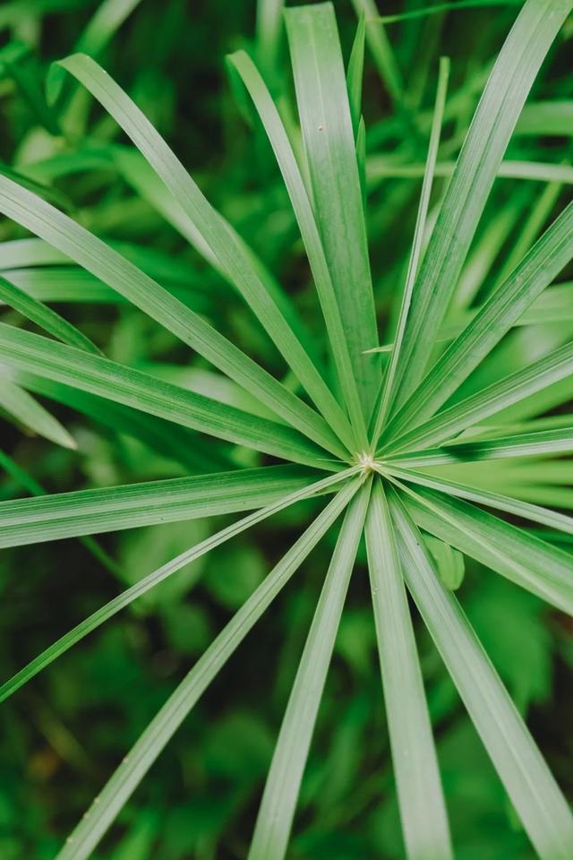满屏清新！昆明的这个小众公园私藏了一片绿洲