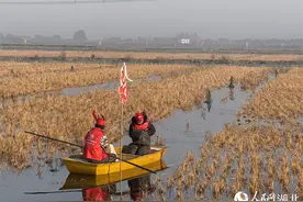 潜江冬虾抢“鲜”上市图片
