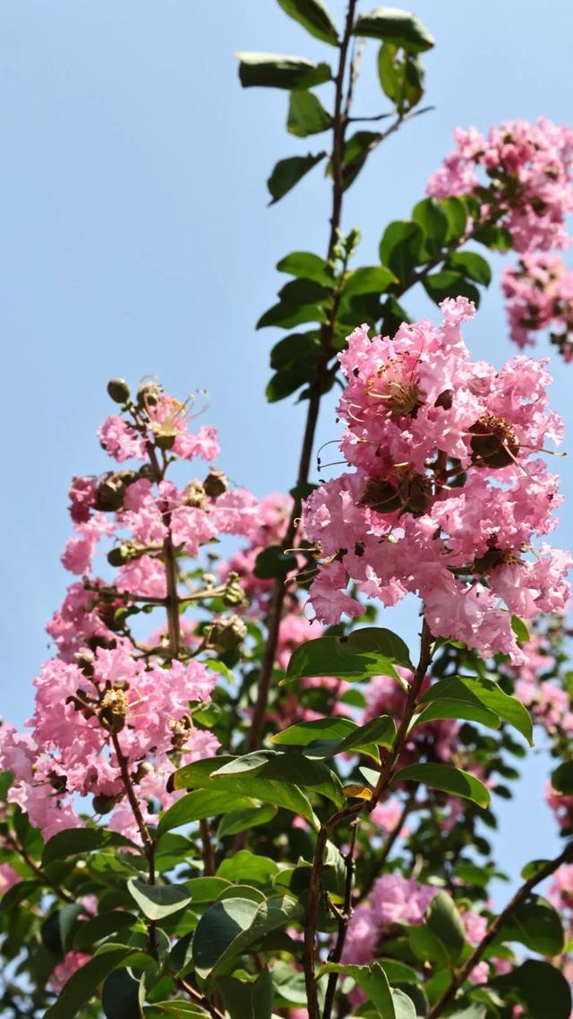 西安因你而美 | 夏日独占芳菲 紫薇花开正艳