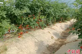 （乡村行·看振兴）湖南浏阳发展大棚经济带动农民增收图片