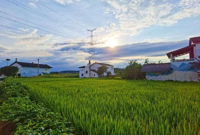 乐游绵阳 清凉一夏 ‖ 又是一年稻花香，游仙这个村庄美成治愈系油画！