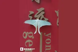 是蛾还是蝶？福州一医院现“不明生物”！自然观察爱好者来揭秘→图片