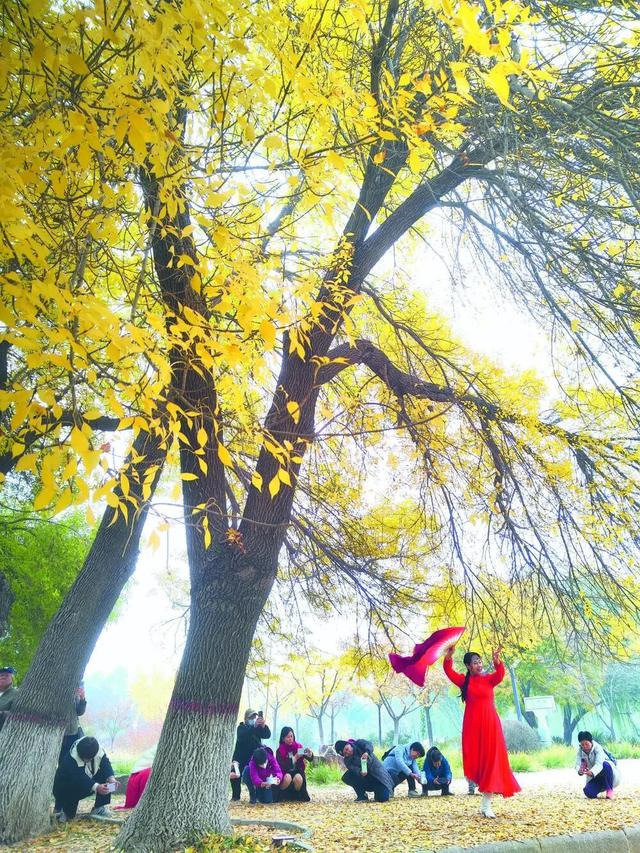 石家庄这三棵“网红”树正在霸屏朋友圈，你的打卡清单里还没有它？