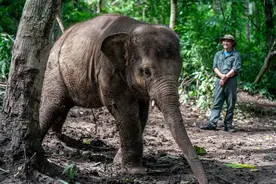 中国野象传奇｜龙龙：我的快乐很简单图片