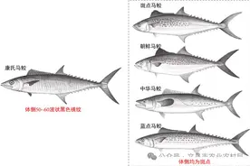 海南省发布提示，事关这种鱼→图片