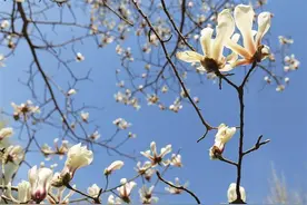 这个春天相约金城看花!去哪儿赏花?如何识花?赏花地图看过来图片