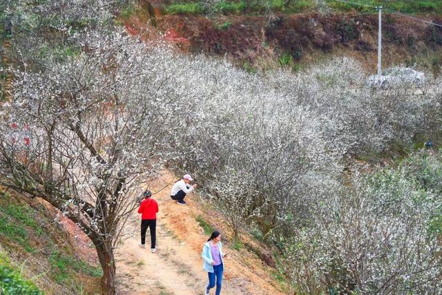 又被信宜美到了！青梅如雪，花期只有1个月