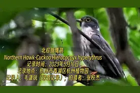 杭州鸟类名录2.0版正式发布：杭州，欢迎11个新朋友图片