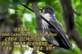 杭州鸟类名录2.0版正式发布：杭州，欢迎11个新朋友图片