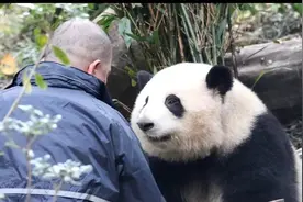 这群年轻人为什么热衷于看大熊猫图片