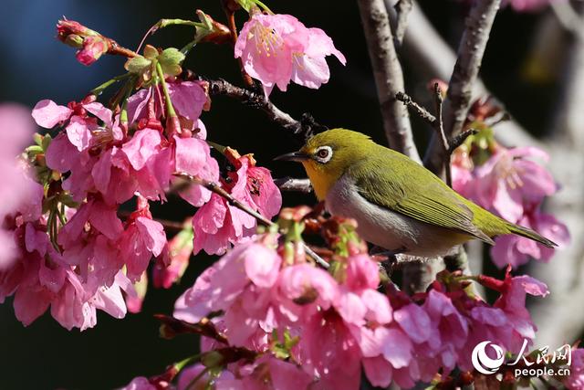 厦门: 樱花初绽放 鸟儿喜闹春