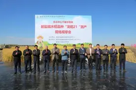 向黑龙江“稻”喜 盐碱地上获丰收图片