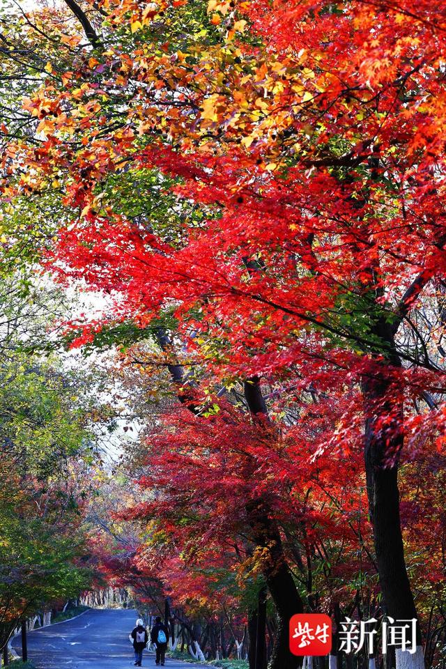 南京栖霞山进入枫叶最佳观赏期，山上这五处最“出片”