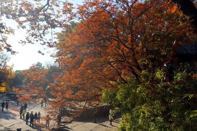 江苏苏州：虎丘景区色彩斑斓