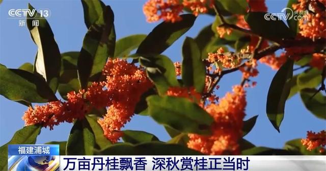 特色“赏秋游”澎湃“秋日经济”新动能 “文旅+”成为激发消费新引擎