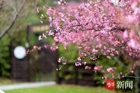 再过一周，“桃花马”开跑图片