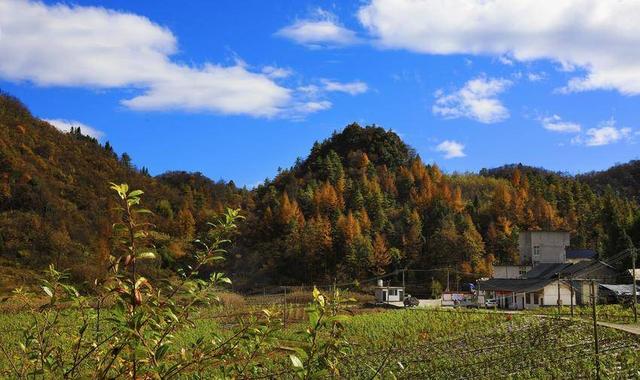 鹤峰中营：红红水杉醉冬阳