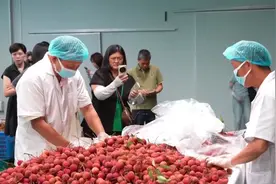 看“一颗荔枝火遍全球”背后的科技含量图片