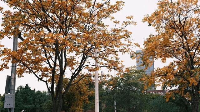 域见上海·域见奉贤｜奉浦秋日限定！这三条宝藏路线，承包所有秋日浪漫，刷爆朋友圈就靠它