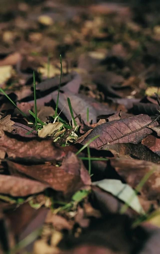 美到犯规！青城的秋，从不偏心南北