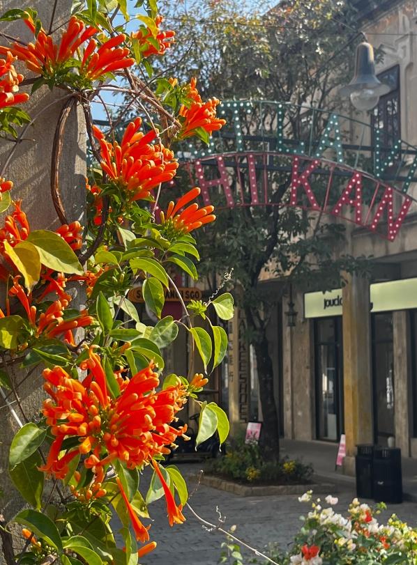 古镇与花海！开平冬日繁花绽放，侨乡美景当前