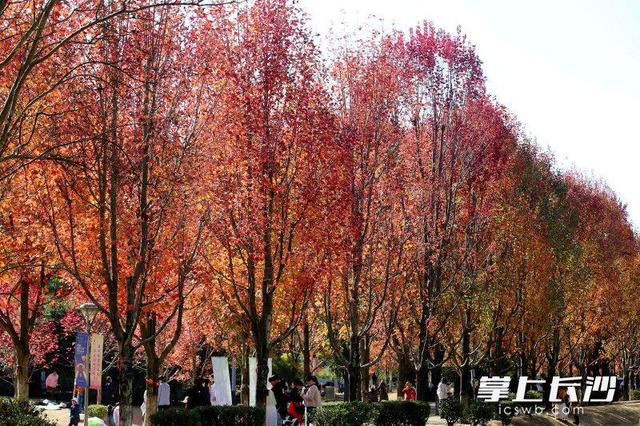 枫叶红了，湖南农大红枫大道成打网红打卡地｜组图