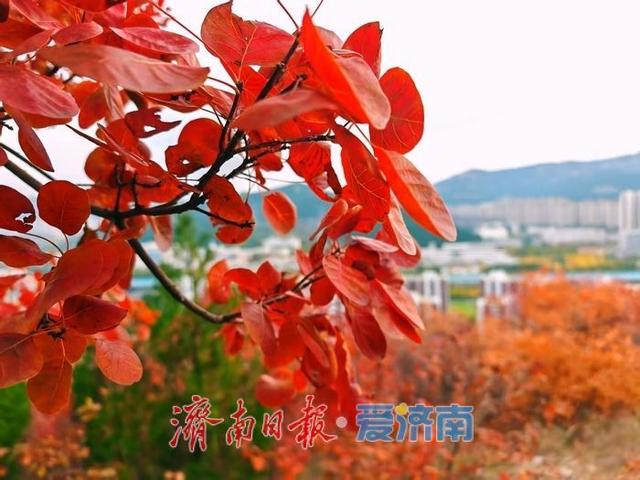 红绿交错平分秋色 济南蝎子山“鸳鸯火锅”景如画