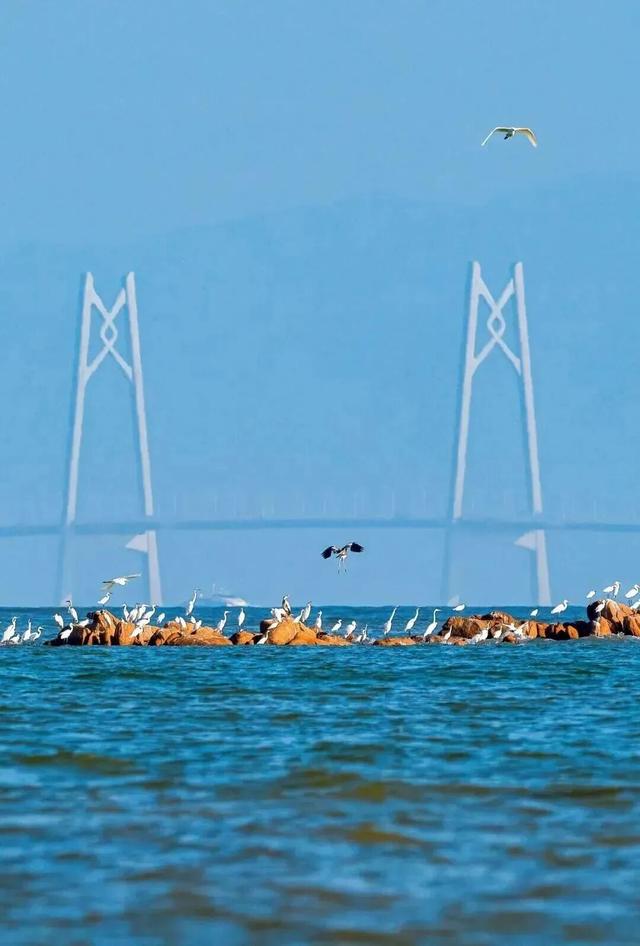 我想离开浪浪山，去珠海！