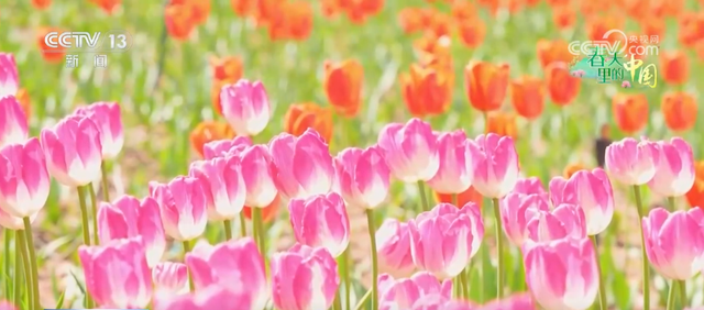 去踏青、共赏花，春意正浓！““春日经济”蓬勃绽放