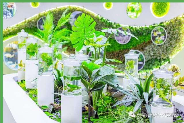 观鸟东寨港· 把一片红树林带回家