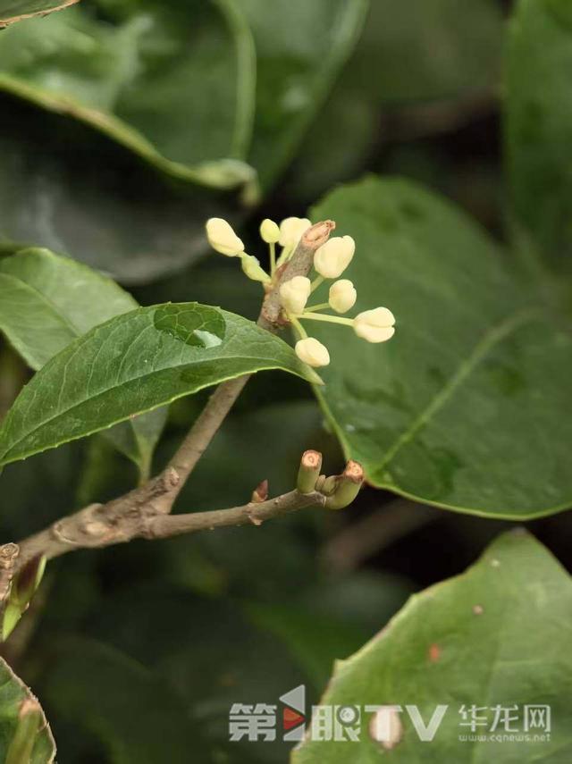 桂花开了！ 重庆这些赏桂地收藏起来慢慢逛