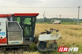 江永：油菜喜丰收 田间收割忙图片