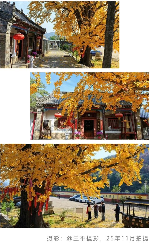 最后几天“黄金期”！济南的这些千年银杏等你打卡！