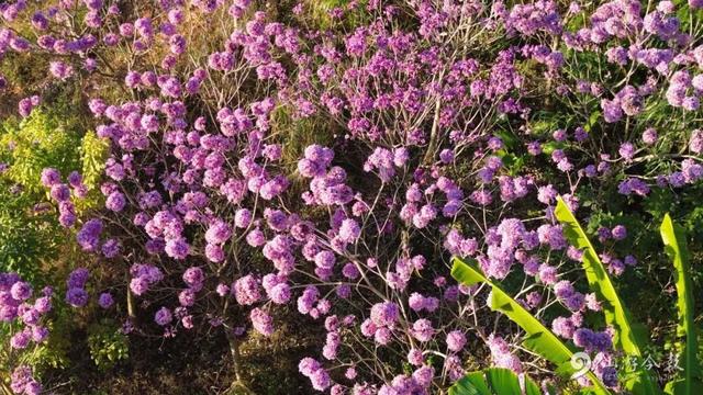 超出片！仙游这个公园，梦幻紫花风铃木盛放！