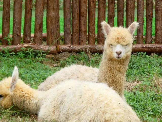 江宁初冬亲子“三件套”→