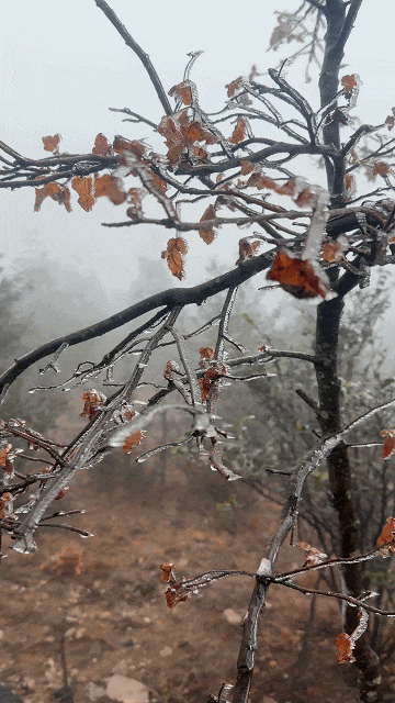 福建雨凇美景上线