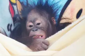 国际红毛猩猩日｜“够用了！‘爱猩毯’够用很久了”图片