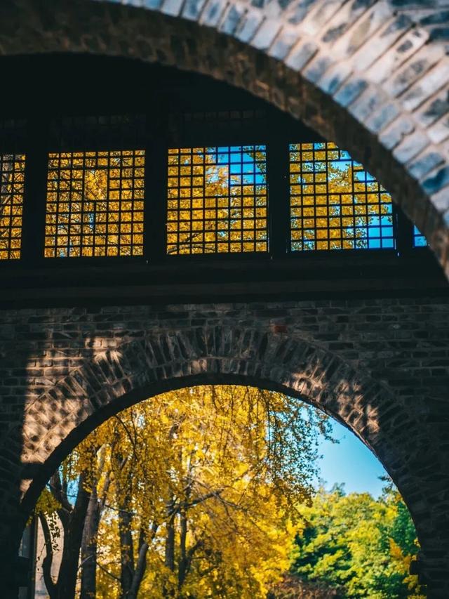 刷屏预警！高坪六合银杏进入 “半黄半绿” 阶段，周末约去~