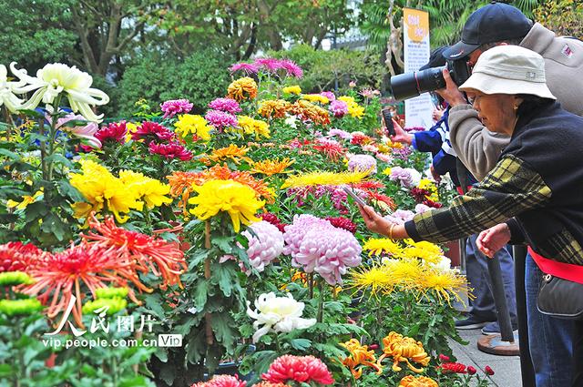 上海：宜川公园菊花展开放