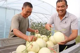 蜜蜂授粉、全程施有机肥 沁阳市哈密瓜丰收了图片