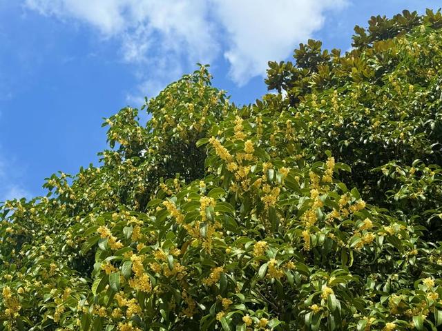 最新资讯-这两天，上海满城都是！万万不要随意吃(4)