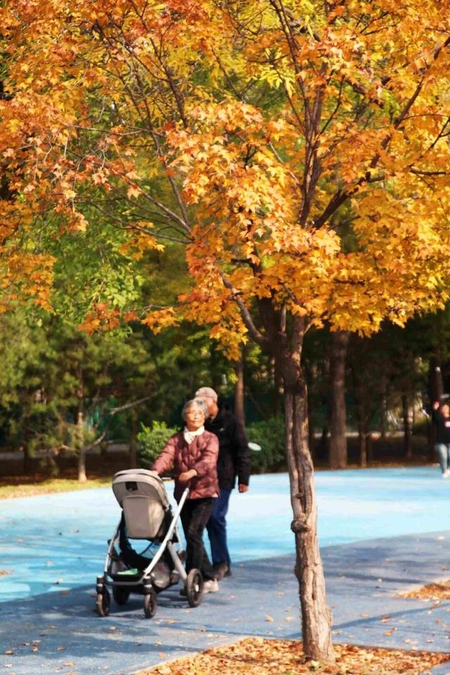 惊艳！身边的北京秋景“天花板”来了！