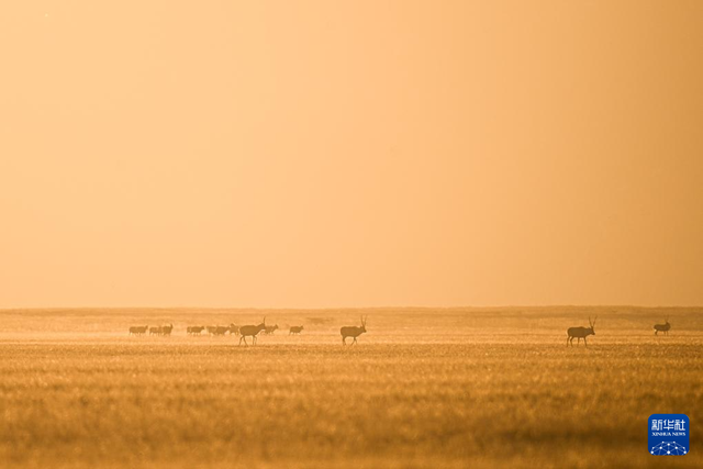 走进阿尔金山 镜遇秘境昆仑