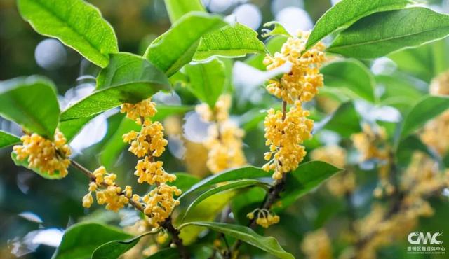 崇明秋色，坠入一场温柔的五彩梦境