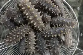 春节临近，市面上的海参是个啥价位？记者探访济南海参市场图片