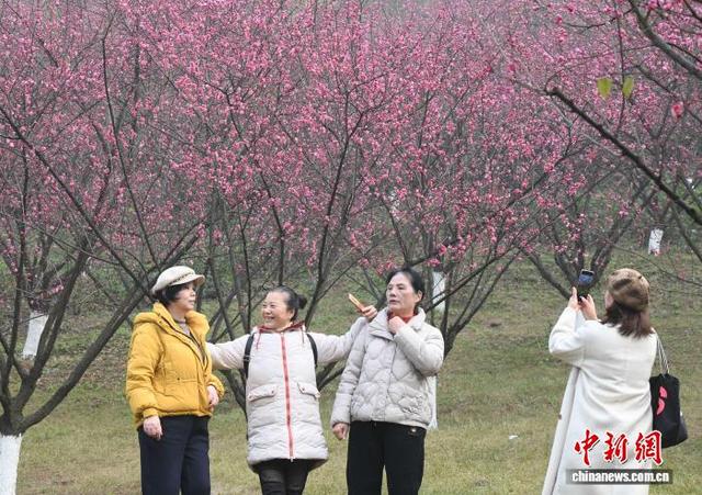 重庆：红梅绽放引客来 暗香浮动惹人醉