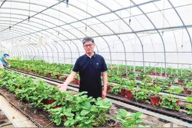 新县“罗成寨草莓庄园”何以成标杆图片