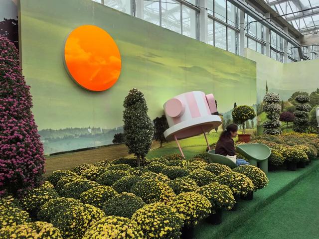 顶流上线，快来湖熟赏菊